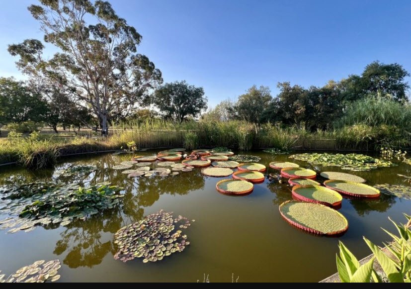 Arboretum C.C.E.A.M.E, Canet-en-Roussillon, France, France
